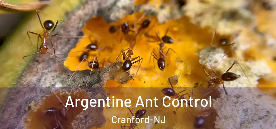 Argentine Ant Control Cranford-NJ