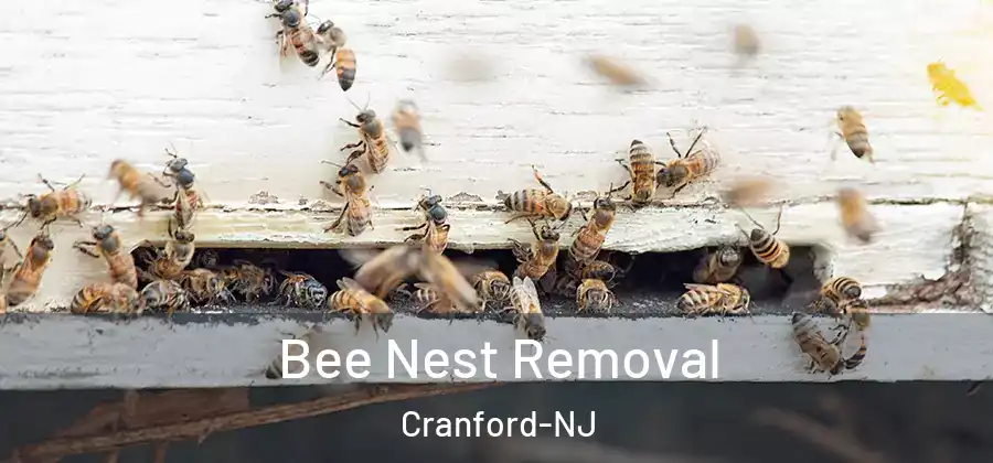 Bee Nest Removal Cranford-NJ
