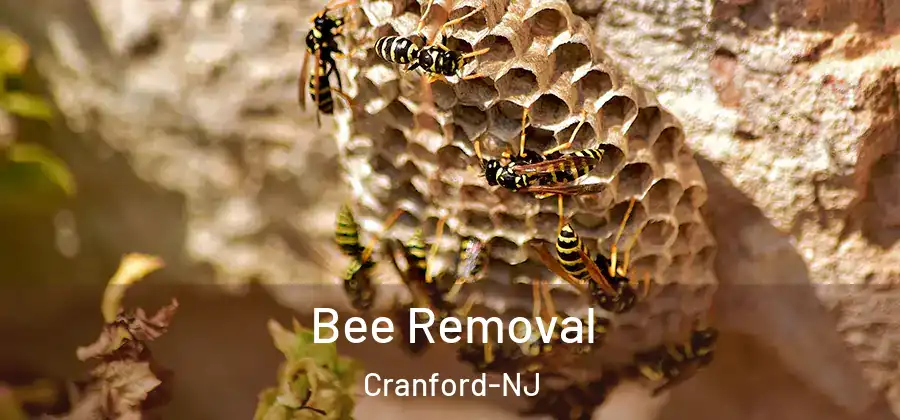  Bee Removal Cranford-NJ