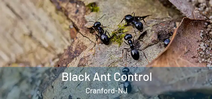 Black Ant Control Cranford-NJ
