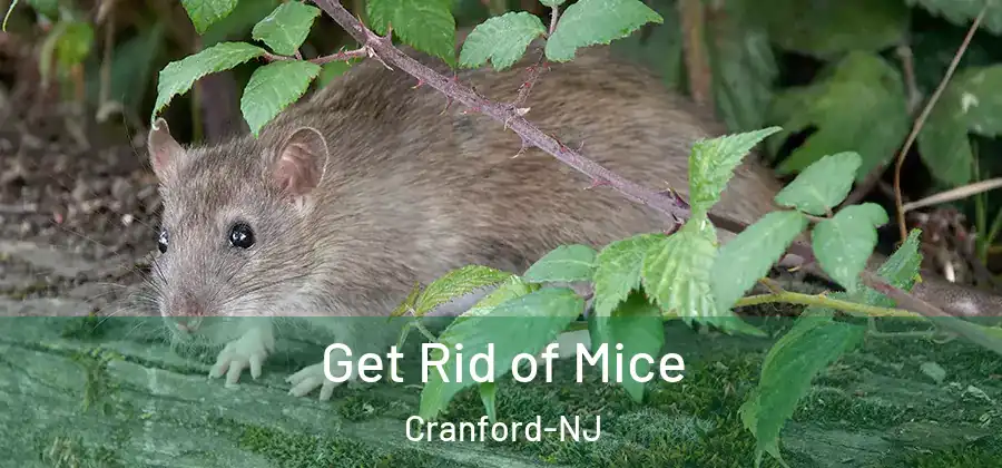  Get Rid of Mice Cranford-NJ