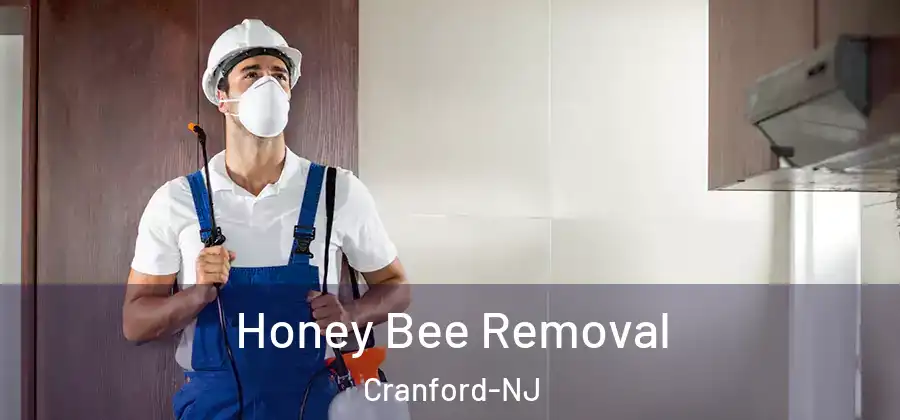 Honey Bee Removal Cranford-NJ