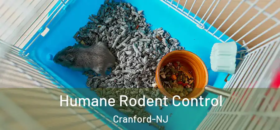  Humane Rodent Control Cranford-NJ