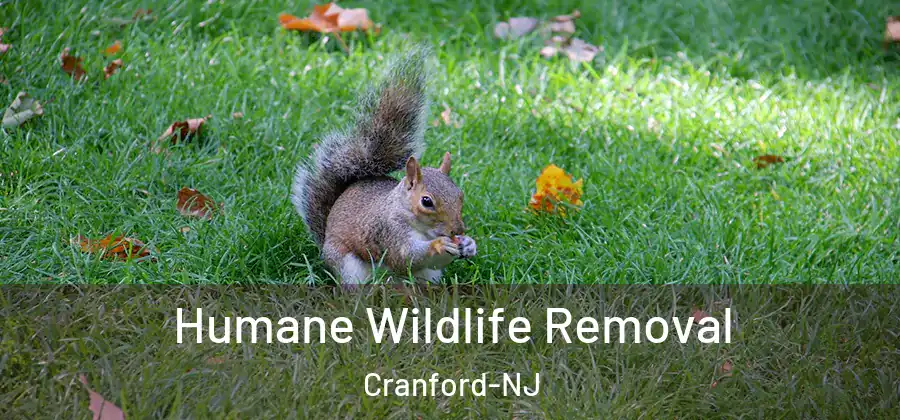  Humane Wildlife Removal Cranford-NJ