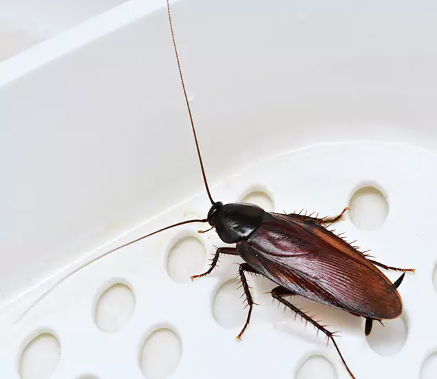 Trusted Cockroach Exterminator: Your Roach Control Services in Cranford, NJ