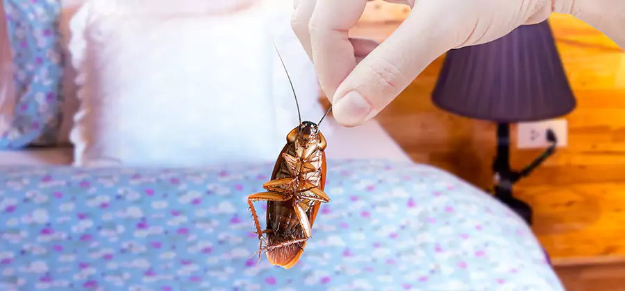 Fast Roach Elimination in Cranford