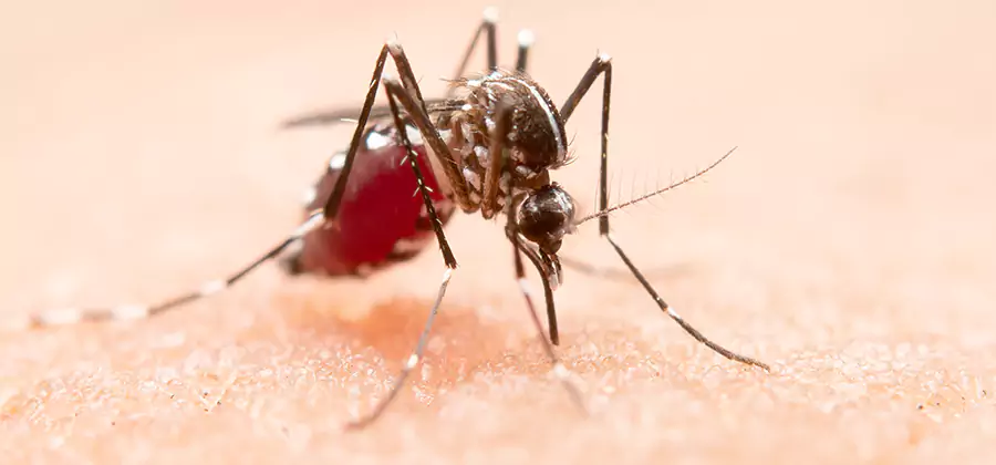 Pond Mosquito Control and Water Treatment in Cranford