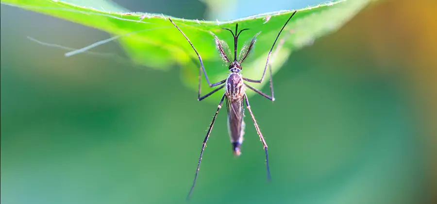 Home Defense Insect Killer in Cranford