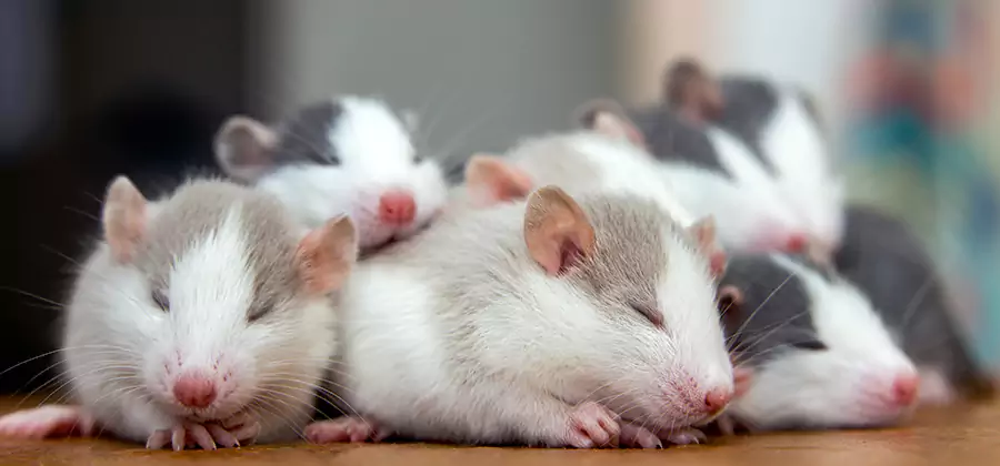 Cranford Pet Safe Mice Control