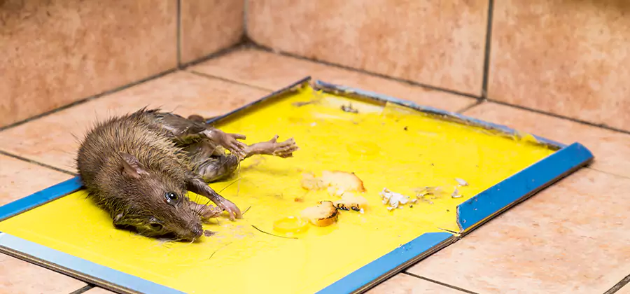 Mouse and Rat Control in Cranford