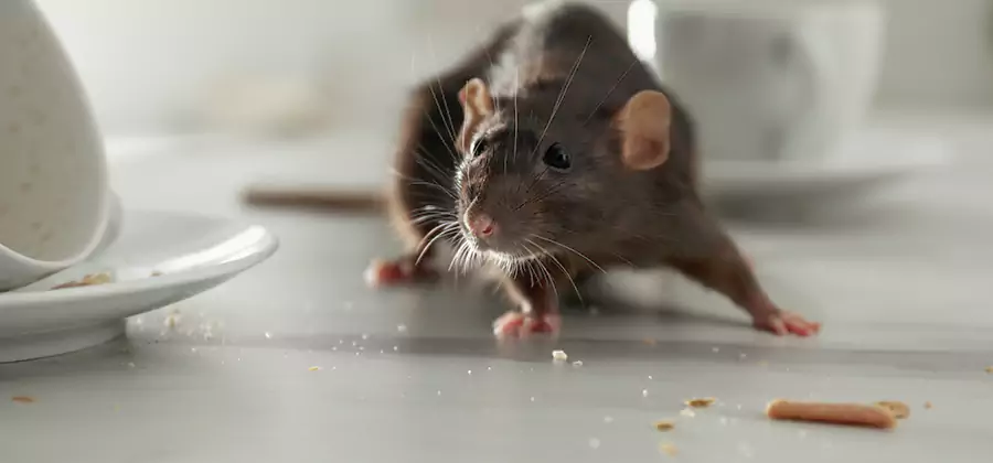 Attic Rat Exclusion Service in Cranford