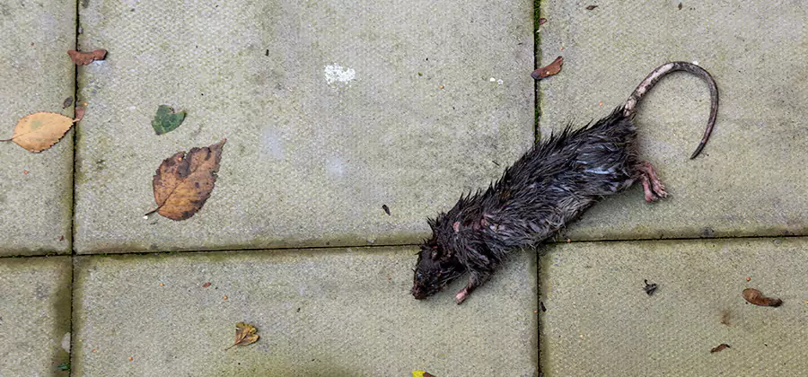 Rodent inspection service in Cranford