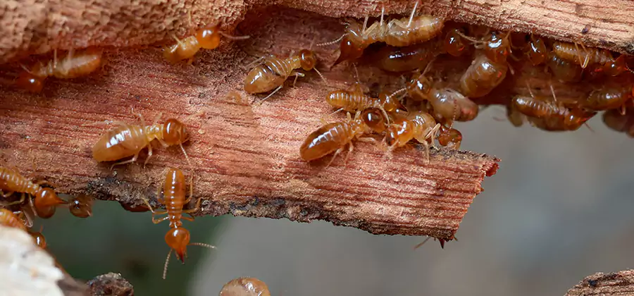 Wood Preservation Termite Treatment in Cranford