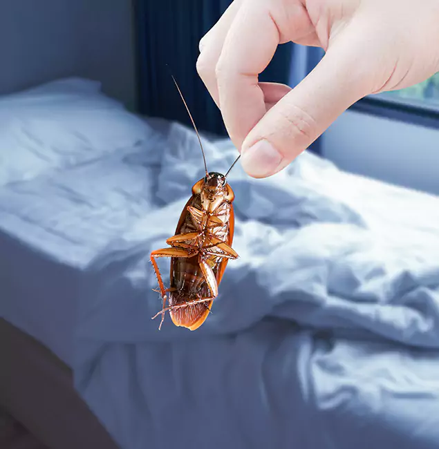 Why Choose Cranford Pest Control Pro for Bed Bug Extermination in Cranford, NJ?