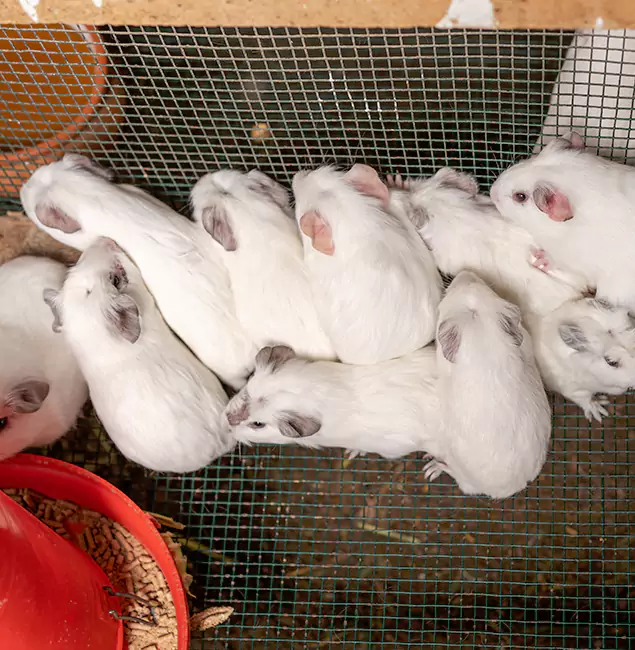 Why Choose Cranford Pest Control Pro for Rat Infestation in Cranford, NJ?