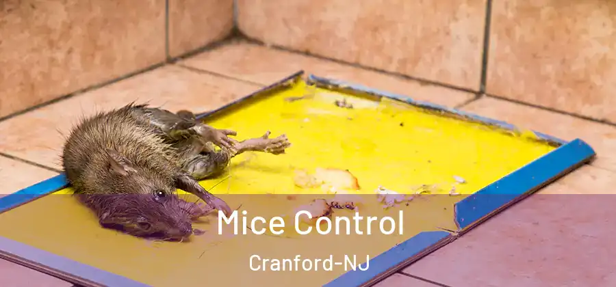  Mice Control Cranford-NJ