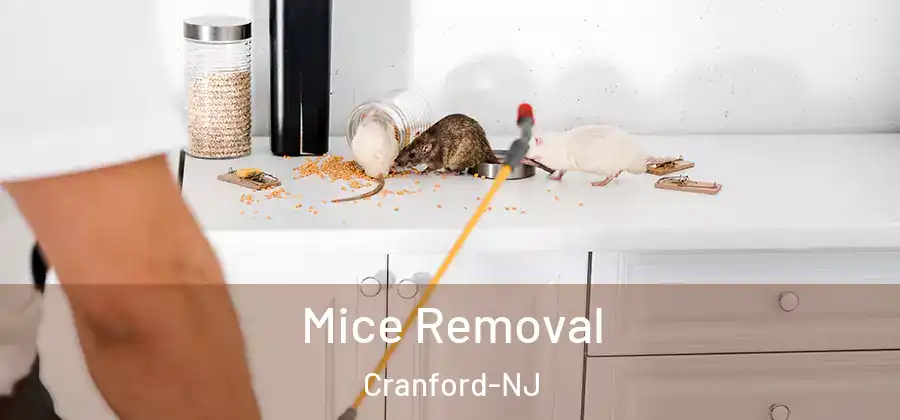Mice Removal Cranford-NJ