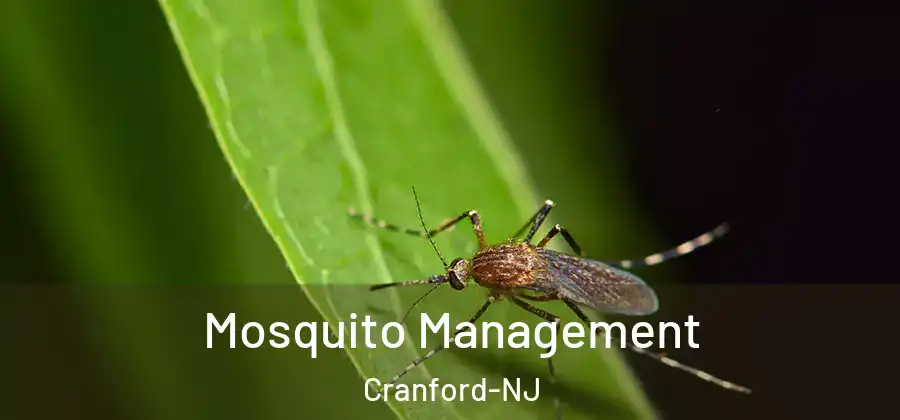  Mosquito Management Cranford-NJ