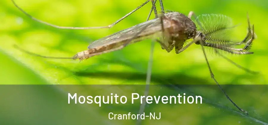 Mosquito Prevention Cranford-NJ
