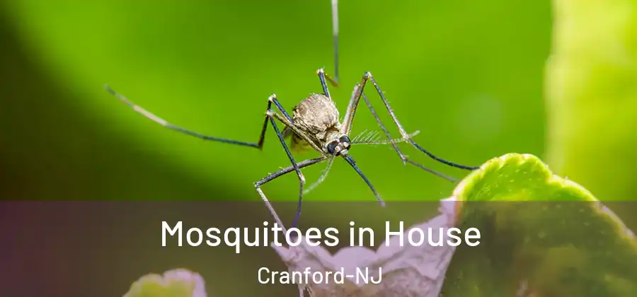 Mosquitoes in House Cranford-NJ