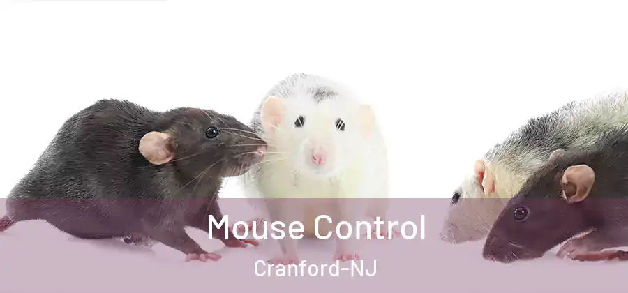 Mouse Control Cranford-NJ
