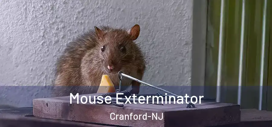 Mouse Exterminator Cranford-NJ