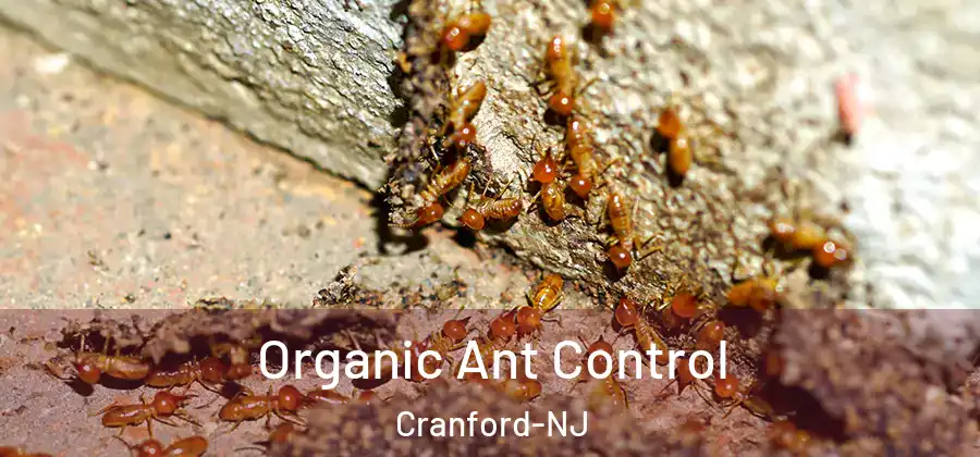  Organic Ant Control Cranford-NJ
