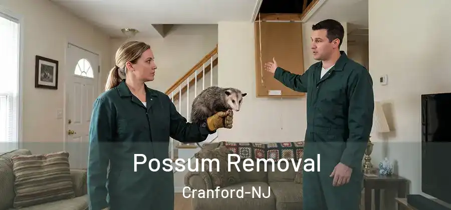 Possum Removal Cranford-NJ