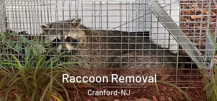 Raccoon Removal Cranford-NJ