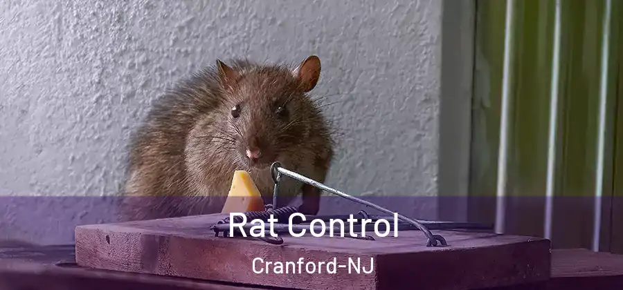  Rat Control Cranford-NJ