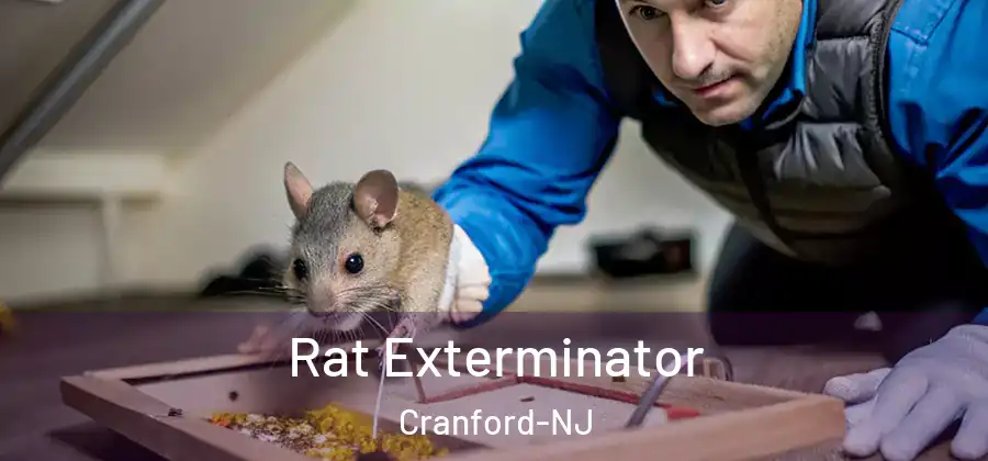  Rat Exterminator Cranford-NJ