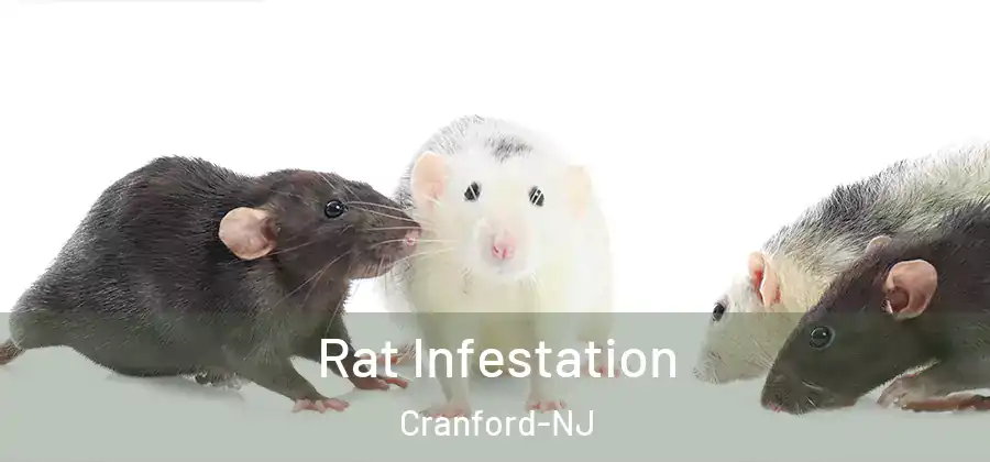  Rat Infestation Cranford-NJ