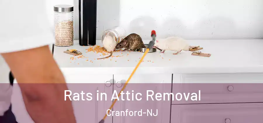Rats in Attic Removal Cranford-NJ