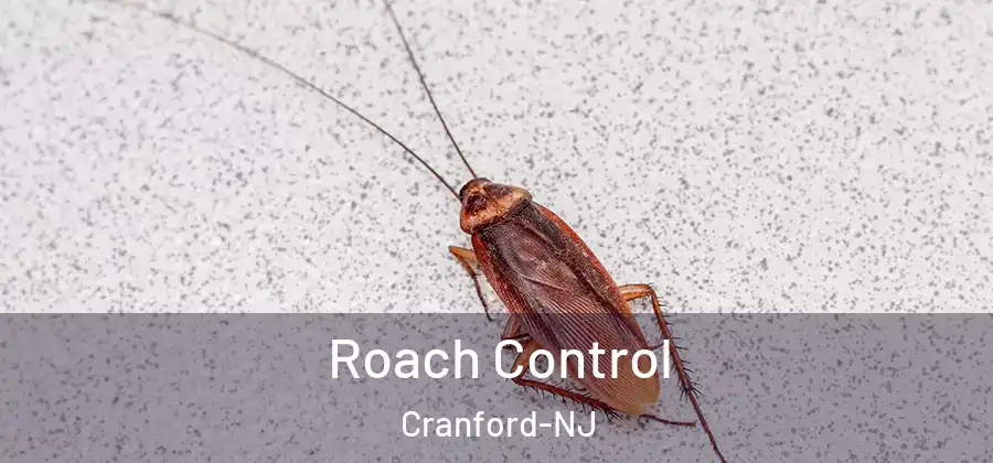 Roach Control Cranford-NJ