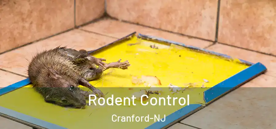  Rodent Control Cranford-NJ