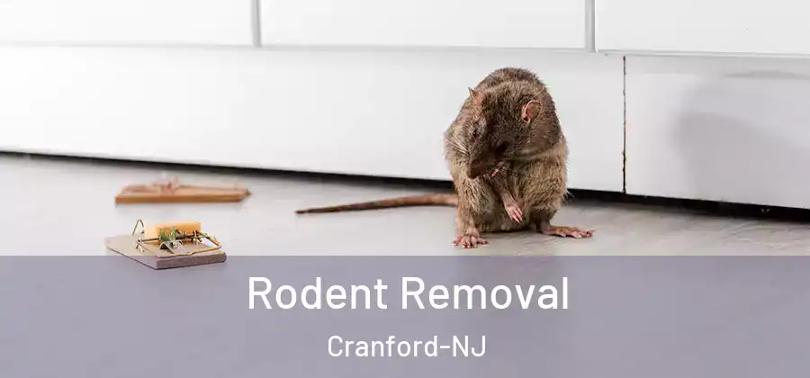  Rodent Removal Cranford-NJ