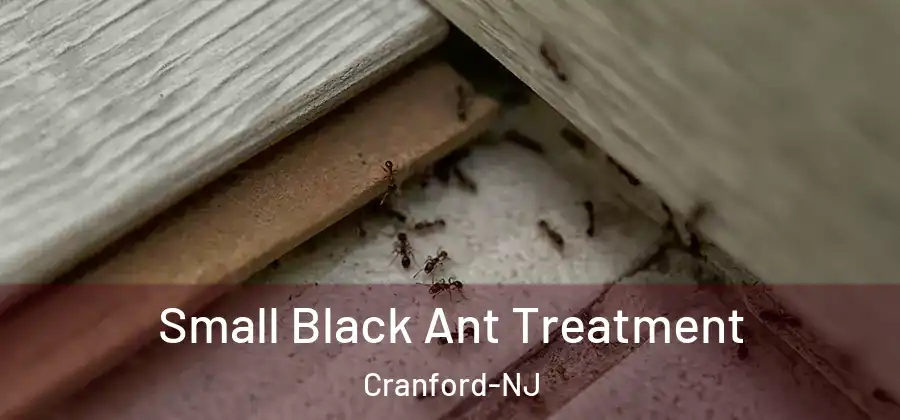 Small Black Ant Treatment Cranford-NJ