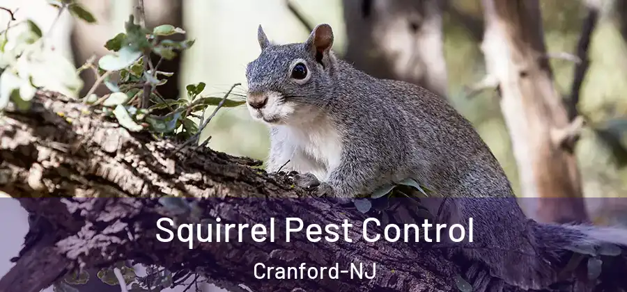  Squirrel Pest Control Cranford-NJ