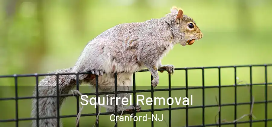  Squirrel Removal Cranford-NJ