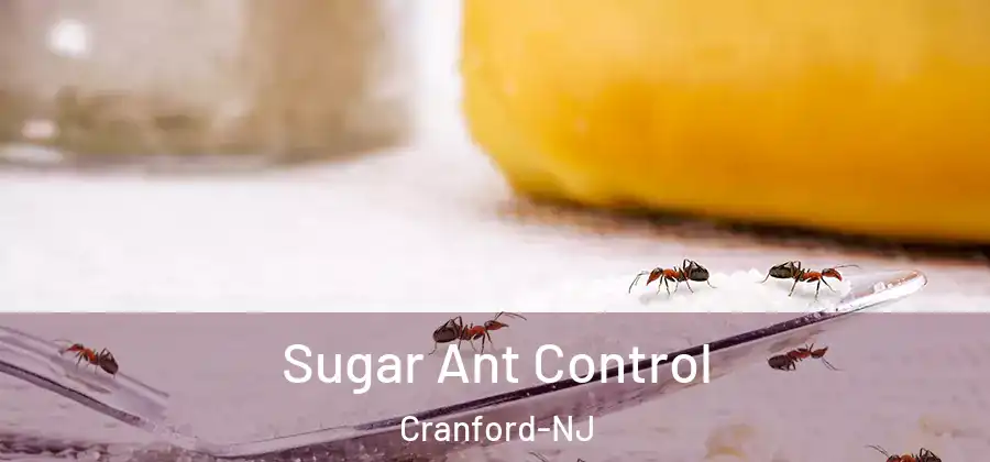 Sugar Ant Control Cranford-NJ