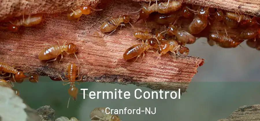 Termite Control Cranford-NJ