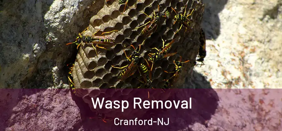 Wasp Removal Cranford-NJ